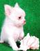 Чихуа хуа  мальчик д/ш белый превью 1187526.