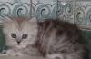 Превью Шотландские котики  хайленды и страйты Москва - 1