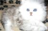 Персидская серебристая  ШИНШИЛЛА - котята и др превью 1187676.