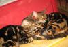 Бенгальские   котята превью 1187766.