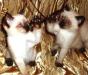 Сиамские ( тайские) котята превью 1187781.