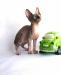 Превью Очаровательные малыши породы канадский сфинкс Рубцовск - 1