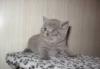 Британская кошечка голубого окраса превью 1187938.