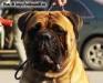 Бульмастиф, щенки бульмастифа превью 1188022.