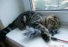 Превью Нежный муркотучий котик Москва - 2