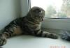 Превью Нежный муркотучий котик Москва - 3
