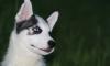 Замечательный щенок хаски редкого окраса превью 1189307.