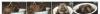 Превью Чау-чау щенки Москва - 2
