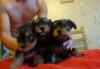 Продаются щенки превью 1189676.