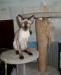 Превью Котята петерболда Санкт-Петербург - 1
