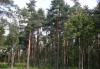 Превью 12км от спб,СНТ Ромашка,р-н Медного озера Санкт-Петербург - 2