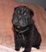 Продаю черного щенка шар-пея превью 1191393.