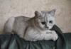 Превью Британские котята Таганрог - 2