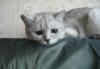 Превью Британские котята Таганрог - 3