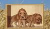 Английский кокер спаниель превью 1192094.