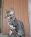 Превью Котята корниш-рекс Дзержинск - 4