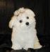 Эксклюзивные щеночки мальтезе превью 1192262.