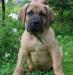 Южноафриканский мастиф - щенки бурбуля превью 1192352.