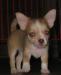 Чихуа-хуа   щенки г/ш и д/ш превью 1192885.