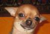 Чихуахуа очаровательная девочка превью 1193129.