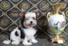 Щенки Йорка и Бивера превью 1193484.