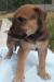 Щенок в добрые руки 1 мес превью 1193609.