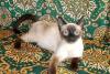 Превью Сиамская 8 мес. Кошечка Эмилия в дар Москва - 1