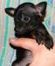 Превью Девочка-тоечка  РКФ Москва - 2