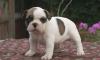 Бело-палевые щенки превью 1190578.