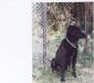 Помогите найти черного метиса  лабрадора превью 1195082.