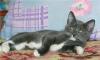 Котик Тошенька, метис русской голубой,в дар превью 1195297.