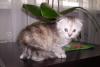 Шотландский вислоухий котенок превью 1195651.
