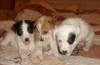 Отдам маленьких собачек. в доме ребенок превью 1190675.