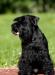 Щенки цвергшнауцера чёрного окраса превью 1190700.