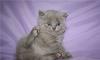 Британские котята - мальчики превью 1197813.