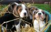 Щенки бигля по разумной цене превью 1198774.