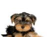Щенки Йоркширского терьера превью 1198796.