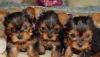 Йоркширский терьер.Щенки.Мини.РКФ превью 1198829.