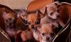 Щенки чихуахуа (девочки) превью 1199147.