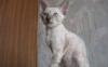Превью Котята корниш-рекс Гороховец - 2