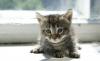 Отдам бесплатно котят превью 1021944.
