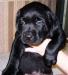 Лабрадор и голден ретривер - щенки шоколадные, чёр превью 1020266.
