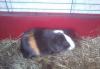 Отдам морскую свинку превью 1020442.
