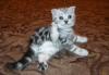 Вислоухие котятки (от 8 тыс. рублей) превью 1024860.