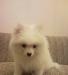 Щенок померанского шпица превью 1025089.