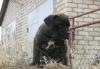 Превью Cane corso Самара - 1
