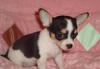 Чихуахуа - трехцветный мальчик 1.5мес.г.ш превью 1025883.