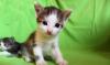 В дар - маленькая кошечка, возраст 1 месяц превью 1027139.