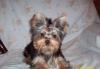 Щенки йоркширского терьера превью 1027427.
