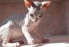 Котята голорожденные донского сфинкса превью 1027453.